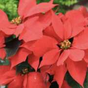 ヒメ日記 2025/12/15 16:01 投稿 ゆか 花影（かえい）