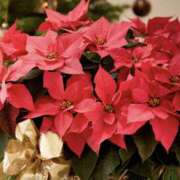 ヒメ日記 2025/12/23 17:28 投稿 ゆか 花影（かえい）