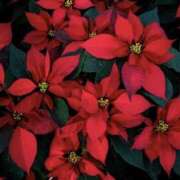 ヒメ日記 2025/12/25 13:45 投稿 ゆか 花影（かえい）