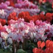 ヒメ日記 2025/12/29 16:14 投稿 ゆか 花影（かえい）