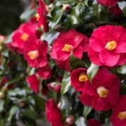 ヒメ日記 2026/01/10 12:51 投稿 ゆか 花影（かえい）