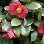 ヒメ日記 2026/01/12 13:38 投稿 ゆか 花影（かえい）