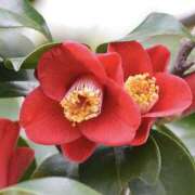 ゆか お休みです 花影（かえい）