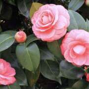 ヒメ日記 2026/01/21 18:04 投稿 ゆか 花影（かえい）