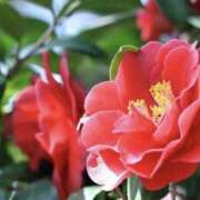 ゆか ありがとう♡ 花影（かえい）