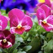 ヒメ日記 2026/03/01 16:27 投稿 ゆか 花影（かえい）