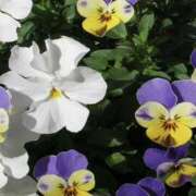 ヒメ日記 2026/03/13 15:26 投稿 ゆか 花影（かえい）