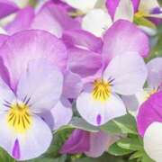 ヒメ日記 2026/03/20 17:51 投稿 ゆか 花影（かえい）