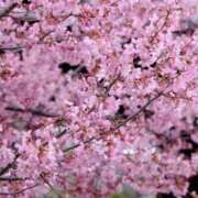 ヒメ日記 2026/04/19 02:02 投稿 ゆか 花影（かえい）