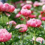 ゆか 5月スタート♡ 花影（かえい）