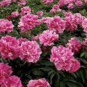 ゆか ありがとう♡ 花影（かえい）