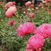 ヒメ日記 2026/05/24 01:49 投稿 ゆか 花影（かえい）