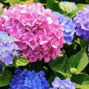 ヒメ日記 2026/06/02 17:28 投稿 ゆか 花影（かえい）