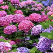 ヒメ日記 2026/06/06 18:12 投稿 ゆか 花影（かえい）