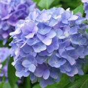 ヒメ日記 2026/06/08 19:03 投稿 ゆか 花影（かえい）