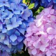 ヒメ日記 2026/06/24 19:21 投稿 ゆか 花影（かえい）
