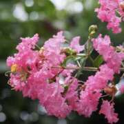 ゆか ありがとう♡ 花影（かえい）