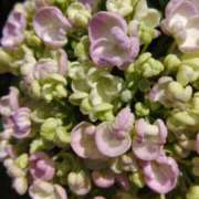 ヒメ日記 2025/01/23 13:51 投稿 猫娘さん SA～Sanitatem Angelum～癒やしの天使