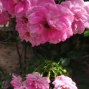 ヒメ日記 2025/02/01 11:21 投稿 猫娘さん SA～Sanitatem Angelum～癒やしの天使