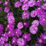 ヒメ日記 2025/02/05 12:02 投稿 猫娘さん SA～Sanitatem Angelum～癒やしの天使