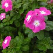 ヒメ日記 2025/02/09 11:41 投稿 猫娘さん SA～Sanitatem Angelum～癒やしの天使