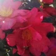 ヒメ日記 2025/02/12 12:02 投稿 猫娘さん SA～Sanitatem Angelum～癒やしの天使