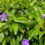 ヒメ日記 2025/03/11 14:41 投稿 猫娘さん SA～Sanitatem Angelum～癒やしの天使