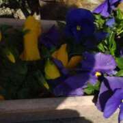 ヒメ日記 2025/04/01 12:21 投稿 猫娘さん SA～Sanitatem Angelum～癒やしの天使