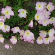 ヒメ日記 2025/04/23 13:31 投稿 猫娘さん SA～Sanitatem Angelum～癒やしの天使