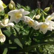 ヒメ日記 2025/05/18 14:21 投稿 猫娘さん SA～Sanitatem Angelum～癒やしの天使