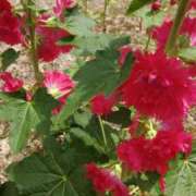 ヒメ日記 2025/05/28 14:21 投稿 猫娘さん SA～Sanitatem Angelum～癒やしの天使