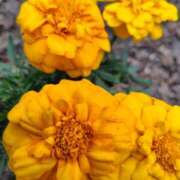 猫娘さん よろしくおねがいします SA～Sanitatem Angelum～癒やしの天使