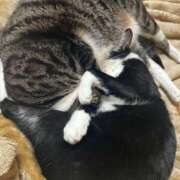 ヒメ日記 2025/03/19 12:14 投稿 まゆゆ パリス雄琴店