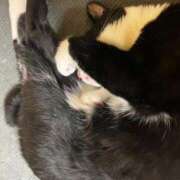 ヒメ日記 2025/05/17 11:02 投稿 まゆゆ パリス雄琴店