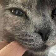 ヒメ日記 2025/11/22 06:02 投稿 まゆゆ パリス雄琴店