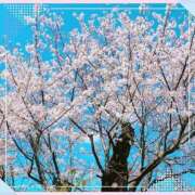 ヒメ日記 2025/04/13 11:46 投稿 木下かおり 月の真珠-五反田-