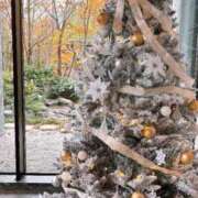 ヒメ日記 2024/12/21 10:31 投稿 スミレ マテリアル