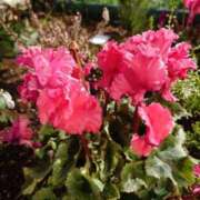 ヒメ日記 2024/12/08 14:41 投稿 愛田　こころ 三丁目の奥様（東京ハレ系）