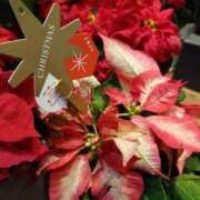 ヒメ日記 2024/12/22 17:50 投稿 愛田　こころ 三丁目の奥様（東京ハレ系）