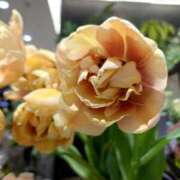 ヒメ日記 2025/03/16 15:29 投稿 愛田　こころ 三丁目の奥様（東京ハレ系）