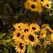 愛田　こころ 出勤します 三丁目の奥様（東京ハレ系）