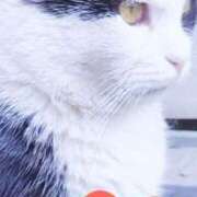 ヒメ日記 2025/05/22 23:20 投稿 すみれ 西船人妻花壇