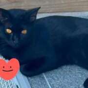 ヒメ日記 2025/09/03 17:31 投稿 すみれ 西船人妻花壇