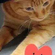 すみれ ありがとう(ФωФ) 西船人妻花壇