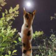 ヒメ日記 2026/04/22 16:15 投稿 すみれ 西船人妻花壇