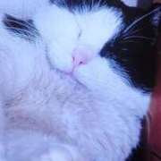 すみれ ありがとう(ФωФ) 西船人妻花壇