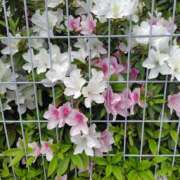 ヒメ日記 2026/04/15 23:21 投稿 みほ 熟女の風俗最終章 本厚木店