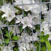 ヒメ日記 2026/04/16 18:27 投稿 みほ 熟女の風俗最終章 本厚木店