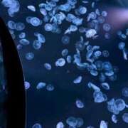 ヒメ日記 2026/03/20 09:33 投稿 かえで フォーチュン