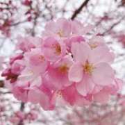 ヒメ日記 2026/03/18 17:19 投稿 山之内（やまのうち） 今日、私はあなたの部下（マーベリックグループ）